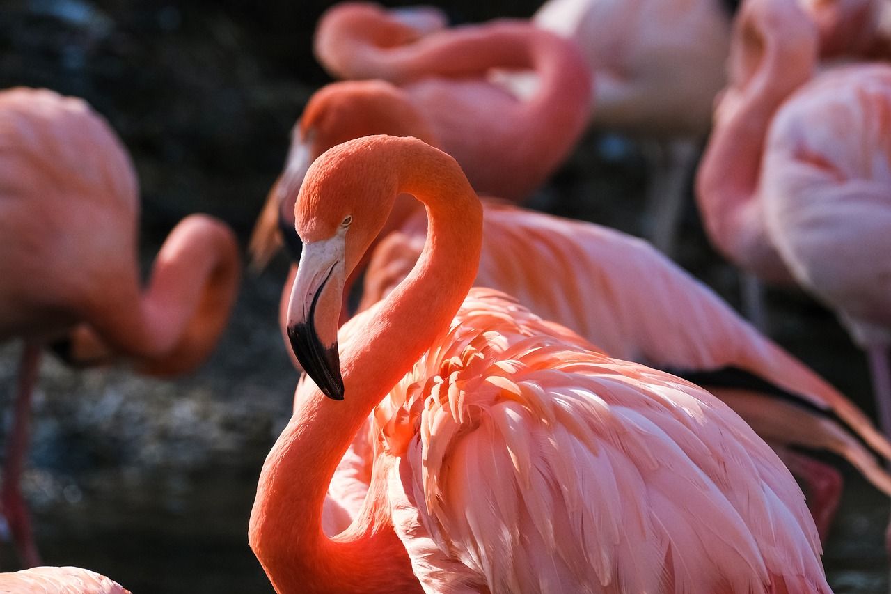 Image of a flamingo