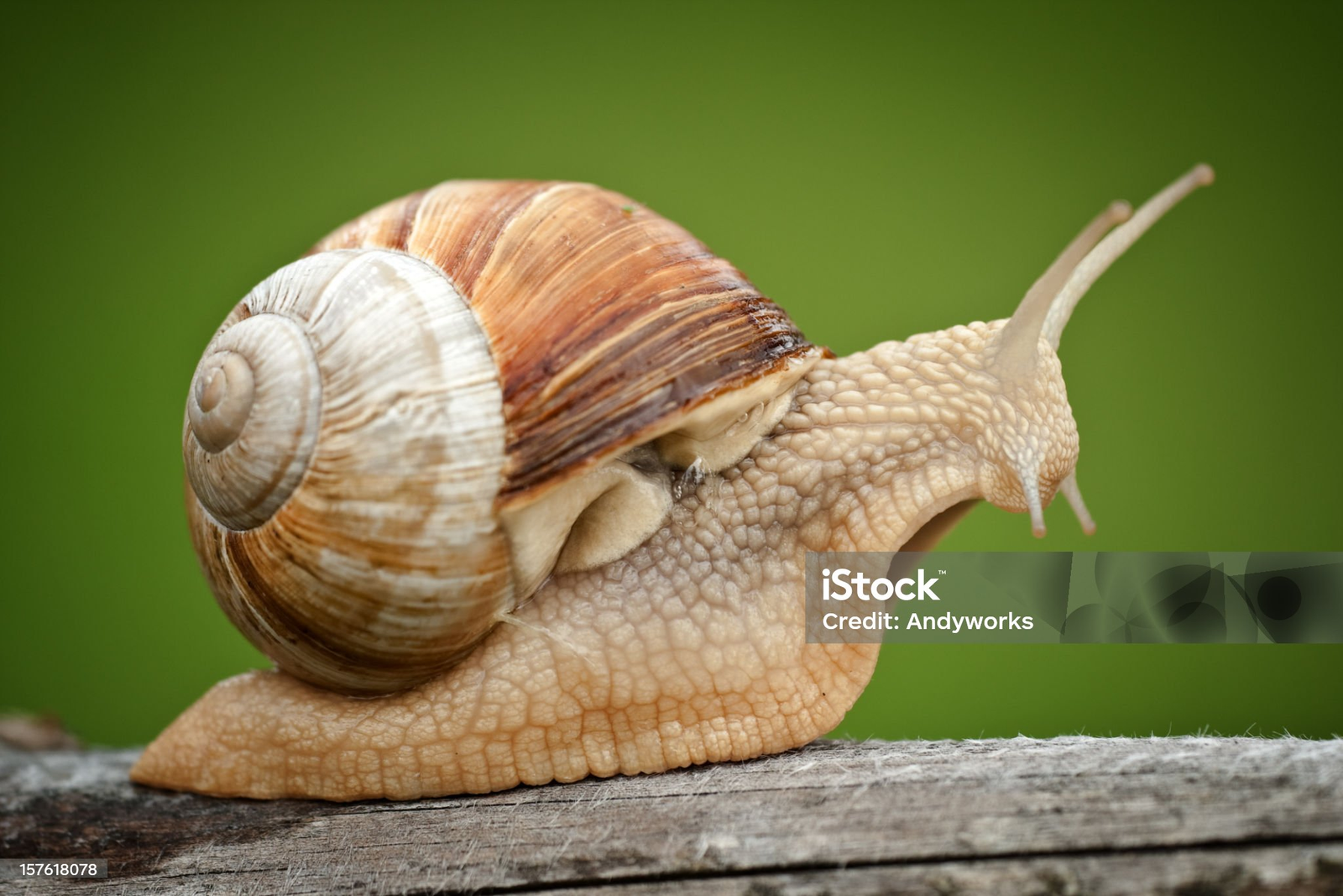 Image of a snail judging you