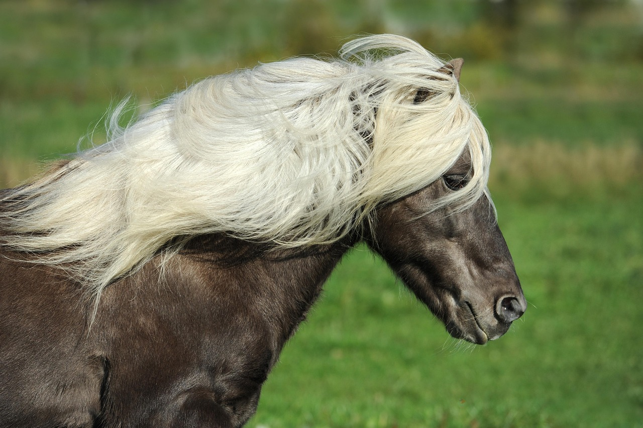 Image of a horse with light hair and dark coat